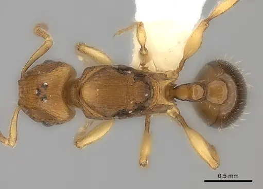 Tetramorium schaufussii specimen CASENT0217863 image casent0217863_1