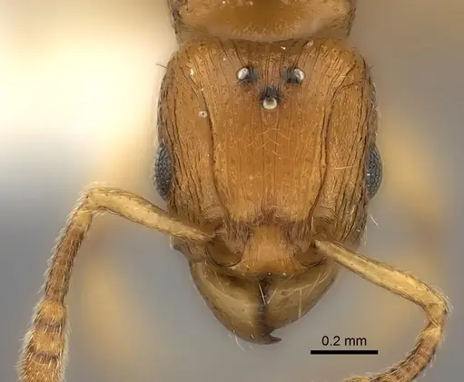 Tetramorium schaufussii specimen CASENT0217863 image casent0217863_2