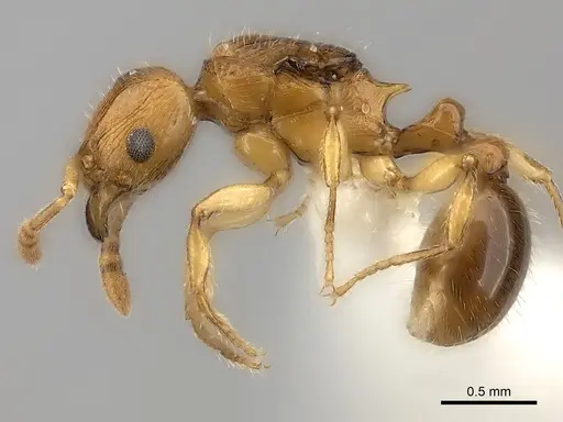 Tetramorium schaufussii specimen CASENT0217863 image casent0217863_3