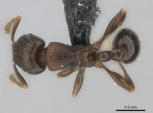 Tetramorium schaufussii specimen CASENT0407796 image casent0407796_1