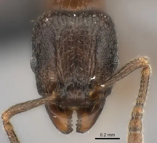 Tetramorium schaufussii specimen CASENT0407796 image casent0407796_2