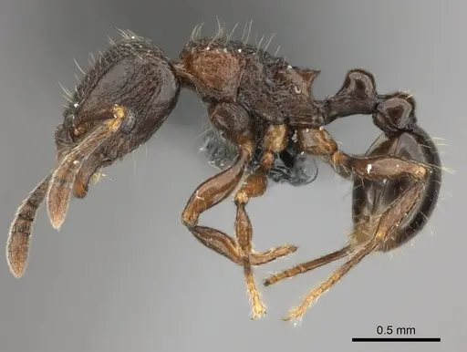 Tetramorium schaufussii specimen CASENT0407796 image casent0407796_3