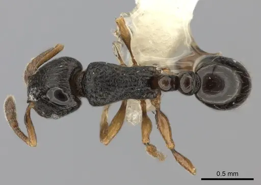 Tetramorium schaufussii specimen CASENT0414917 image casent0414917_1