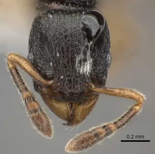 Tetramorium schaufussii specimen CASENT0414917 image casent0414917_2