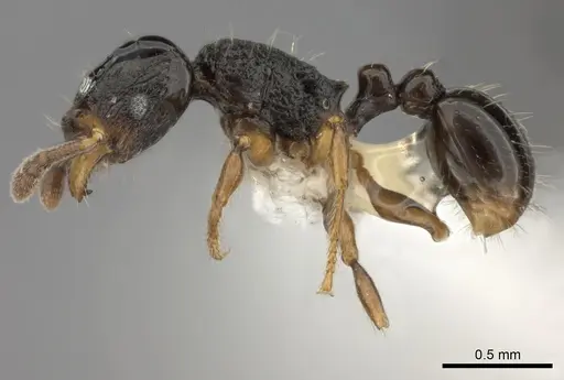 Tetramorium schaufussii specimen CASENT0414917 image casent0414917_3