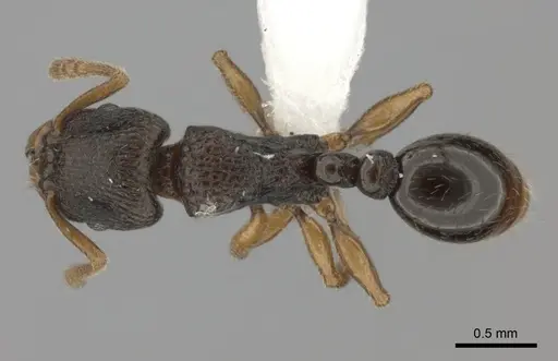 Tetramorium schaufussii specimen CASENT0437209 image casent0437209_1
