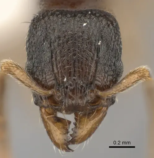 Tetramorium schaufussii specimen CASENT0437209 image casent0437209_2