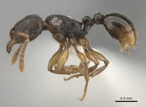Tetramorium schaufussii specimen CASENT0437209 image casent0437209_3