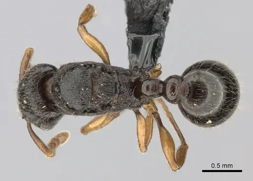 Tetramorium schaufussii specimen CASENT0437211 image casent0437211_1