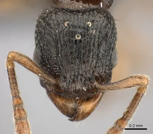 Tetramorium schaufussii specimen CASENT0437211 image casent0437211_2