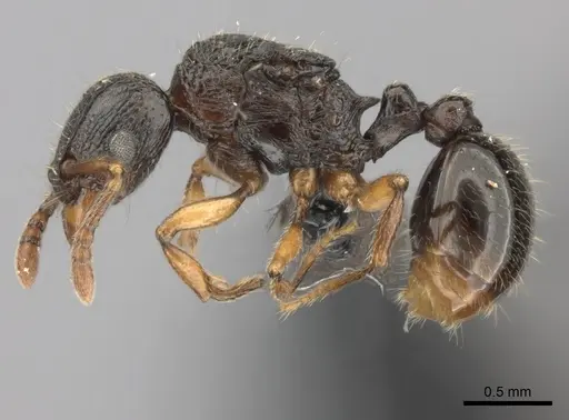 Tetramorium schaufussii specimen CASENT0437211 image casent0437211_3