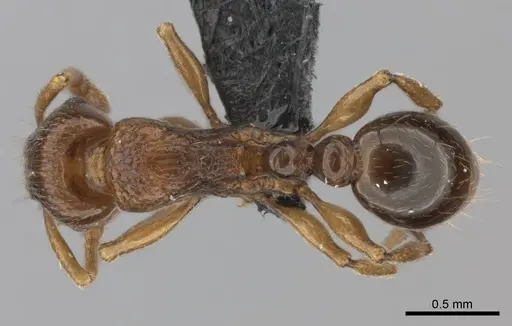 Tetramorium schaufussii specimen CASENT0474409 image casent0474409_1