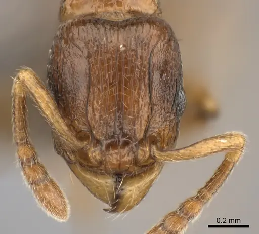 Tetramorium schaufussii specimen CASENT0474409 image casent0474409_2