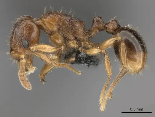 Tetramorium schaufussii specimen CASENT0474409 image casent0474409_3