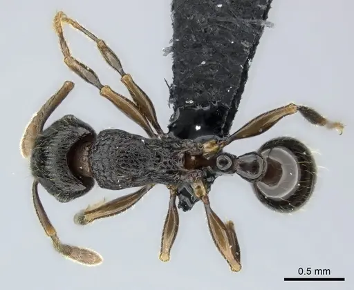 Tetramorium schaufussii specimen CASENT0487223 image casent0487223_1