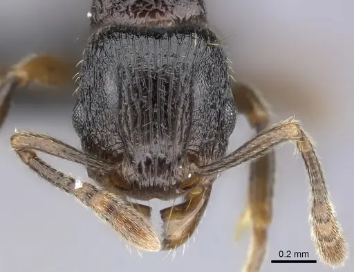 Tetramorium schaufussii specimen CASENT0487223 image casent0487223_2