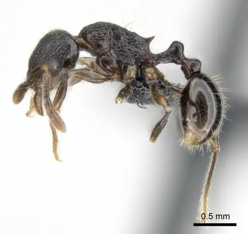Tetramorium schaufussii specimen CASENT0487223 image casent0487223_3