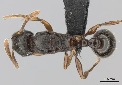 Tetramorium schaufussii specimen CASENT0487280 image casent0487280_1