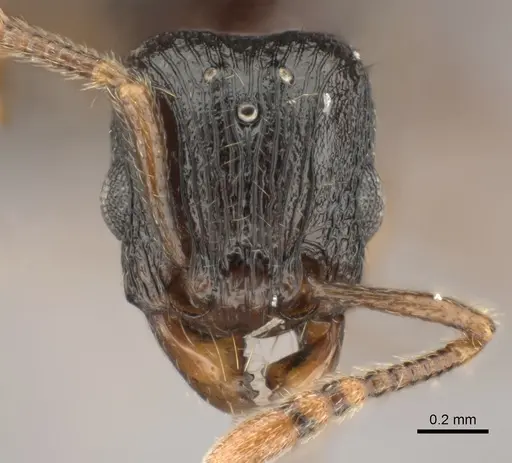 Tetramorium schaufussii specimen CASENT0487280 image casent0487280_2