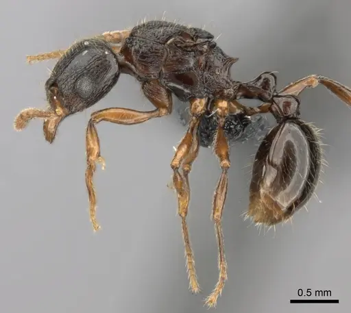 Tetramorium schaufussii specimen CASENT0487280 image casent0487280_3