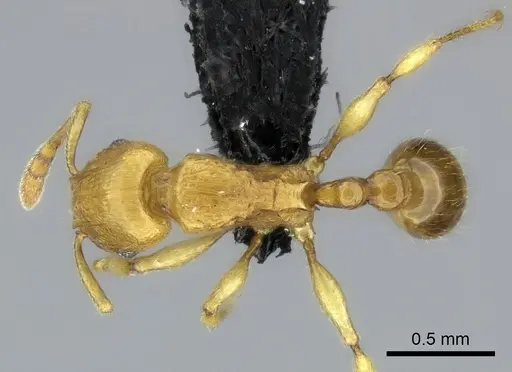 Tetramorium schaufussii specimen CASENT0497951 image casent0497951_1