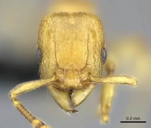 Tetramorium schaufussii specimen CASENT0497951 image casent0497951_2