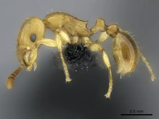 Tetramorium schaufussii specimen CASENT0497951 image casent0497951_3