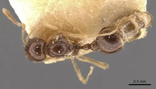 Tetramorium schmidti specimen CASENT0908778 image casent0908778_1