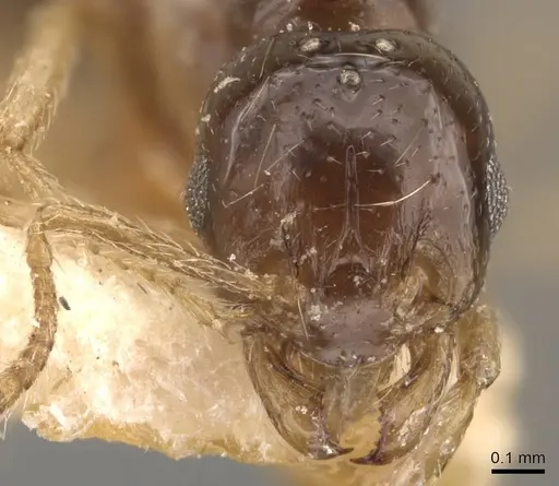 Tetramorium schmidti specimen CASENT0908778 image casent0908778_2