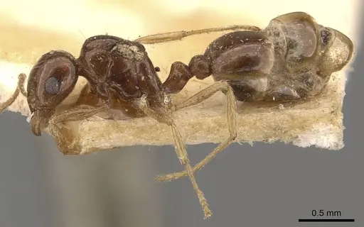 Tetramorium schmidti specimen CASENT0908778 image casent0908778_3