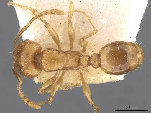 Tetramorium schmidti specimen CASENT0909103 image casent0909103_1