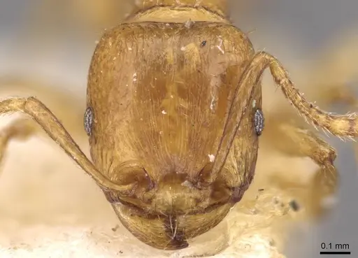Tetramorium schmidti specimen CASENT0909103 image casent0909103_2