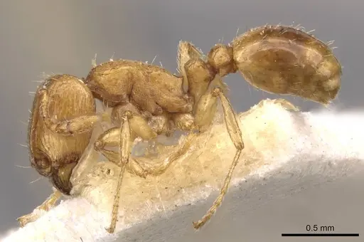 Tetramorium schmidti specimen CASENT0909103 image casent0909103_3
