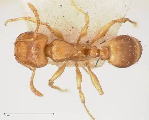 Tetramorium schmidti specimen FOCOL0773-1 image focol0773-1_1