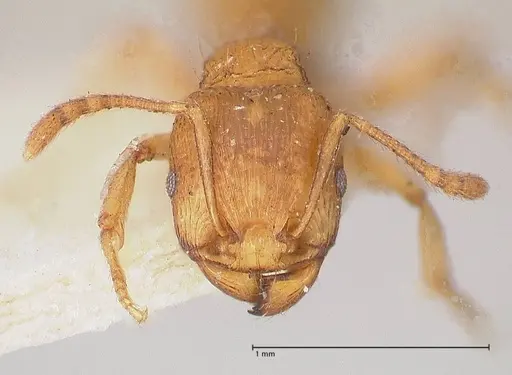 Tetramorium schmidti specimen FOCOL0773-1 image focol0773-1_2
