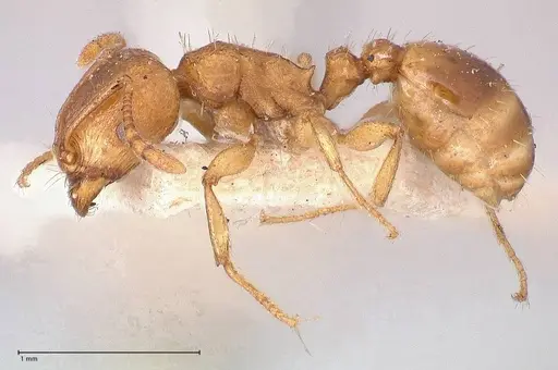 Tetramorium schmidti specimen FOCOL0773-1 image focol0773-1_3