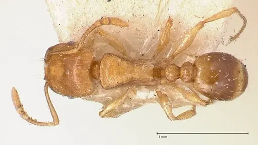 Tetramorium schmidti specimen FOCOL0773-2 image focol0773-2_1