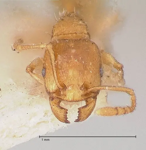Tetramorium schmidti specimen FOCOL0773-2 image focol0773-2_2