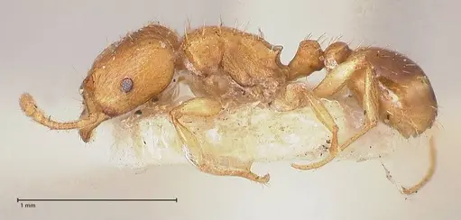 Tetramorium schmidti specimen FOCOL0773-2 image focol0773-2_3