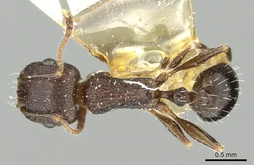 Tetramorium schneideri specimen CASENT0280928 image casent0280928_1