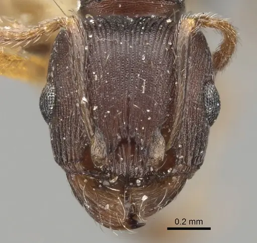Tetramorium schneideri specimen CASENT0280928 image casent0280928_2