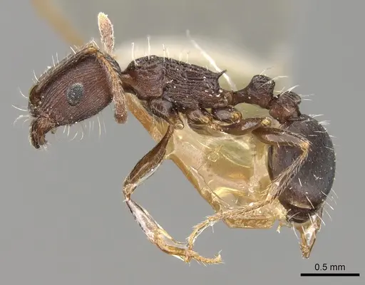 Tetramorium schneideri specimen CASENT0280928 image casent0280928_3