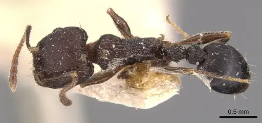Tetramorium schneideri specimen CASENT0904828 image casent0904828_1