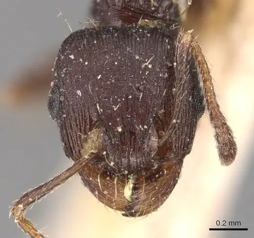 Tetramorium schneideri specimen CASENT0904828 image casent0904828_2