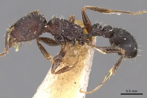 Tetramorium schneideri specimen CASENT0904828 image casent0904828_3