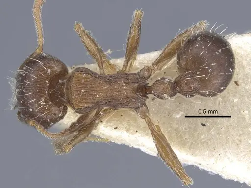 Tetramorium schneideri specimen CASENT0917056 image casent0917056_1