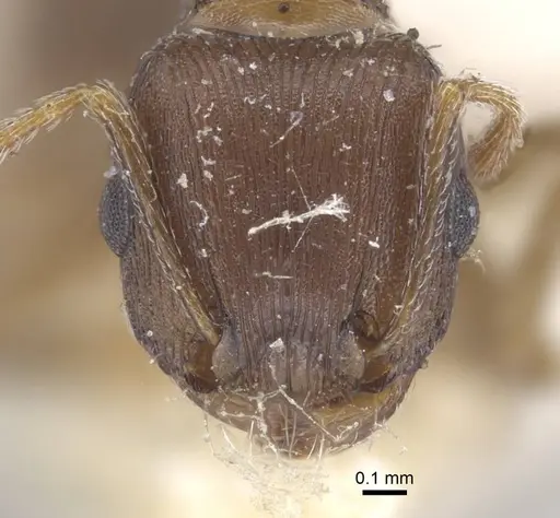 Tetramorium schneideri specimen CASENT0917056 image casent0917056_2