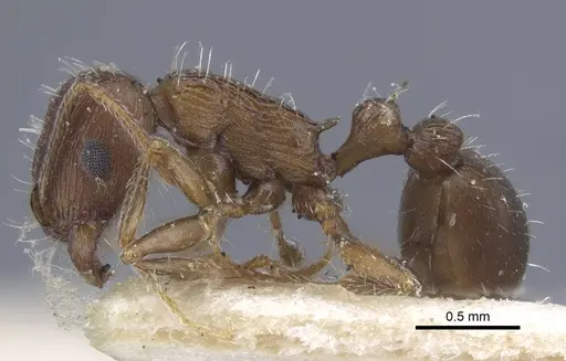 Tetramorium schneideri specimen CASENT0917056 image casent0917056_3