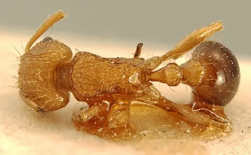 Tetramorium schoutedeni specimen ZFMKHYM20096177 image zfmkhym20096177_1