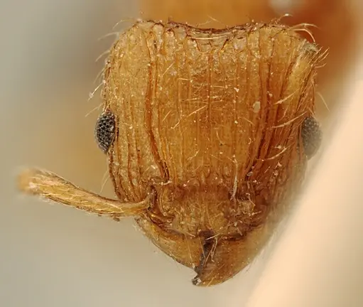 Tetramorium schoutedeni specimen ZFMKHYM20096177 image zfmkhym20096177_2